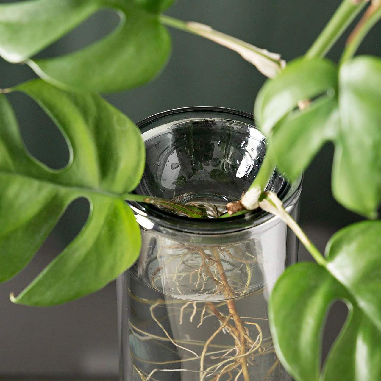 Propagation Vase - Image 8