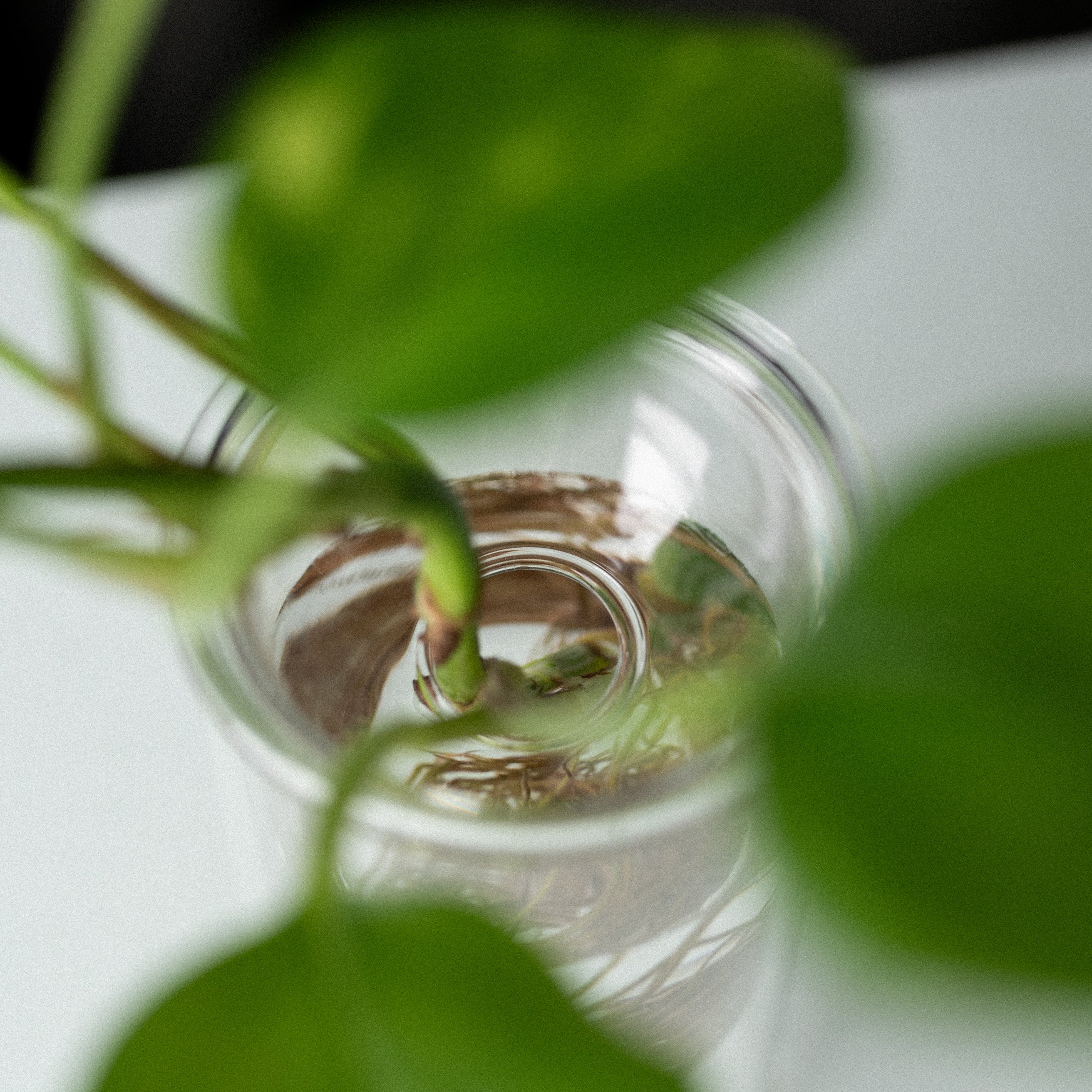 Propagation Vase Small Set of 2 - Image 3